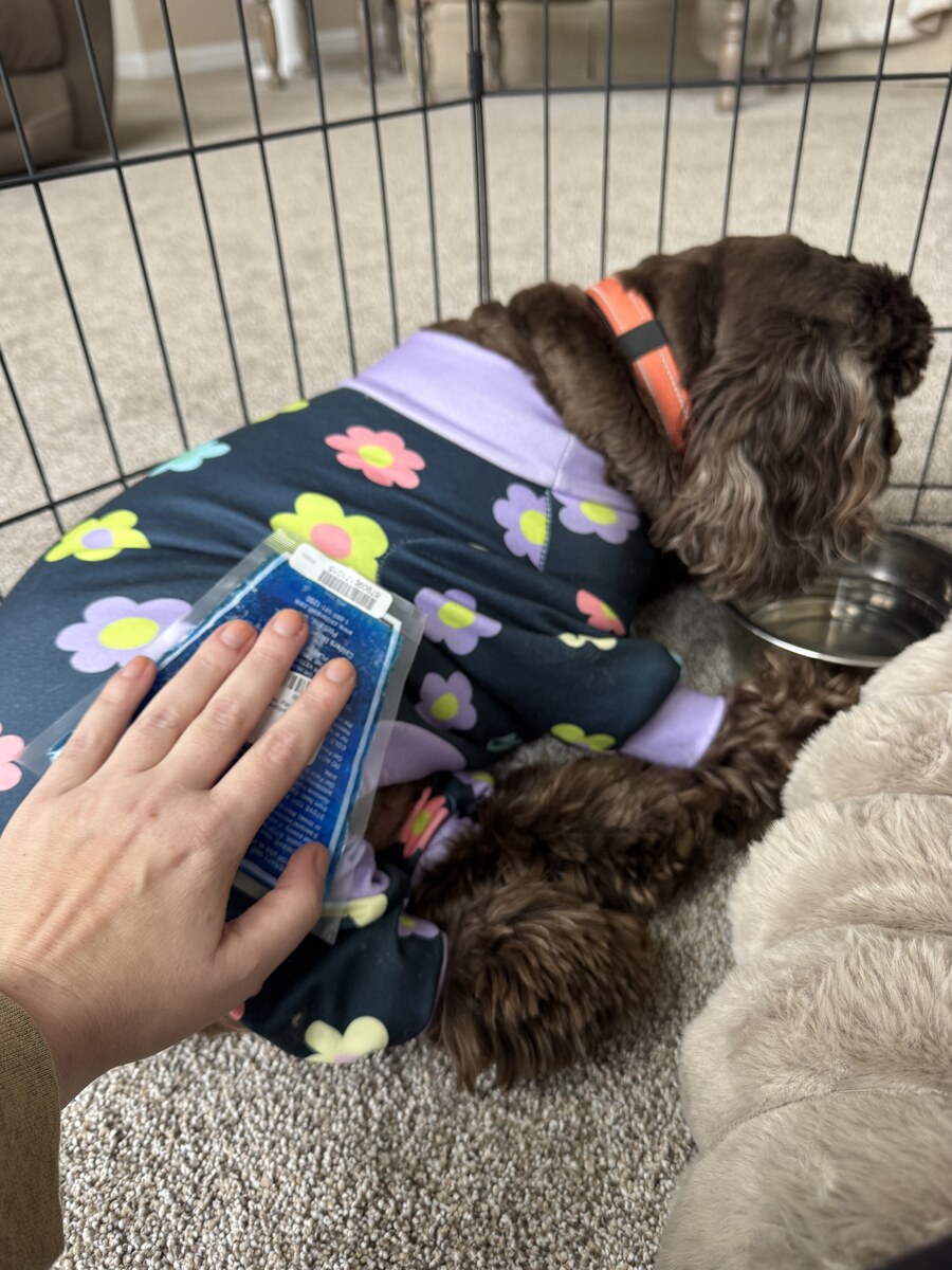 Red holding a cold pack on Hershey's leg during TPLO recovery